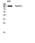 Western blot analysis of 293T using Topo IIIα antibody.