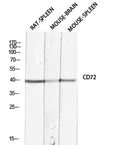 CD72 rabbit pAb – Figure 1 of 4