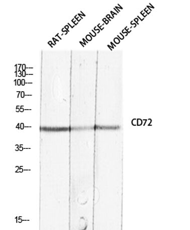 CD72 rabbit pAb – Figure 1 of 4