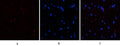 Immunofluorescence analysis of human-heart tissue. 1,PTEN Polyclonal Antibody(red) was diluted at 1:200(4°C,overnight). 2, Cy3 labled Secondary antibody was diluted at 1:300(room temperature, 50min).3, Picture B: DAPI(blue) 10min. Picture A:Target. Picture B: DAPI. Picture C: merge of A+B