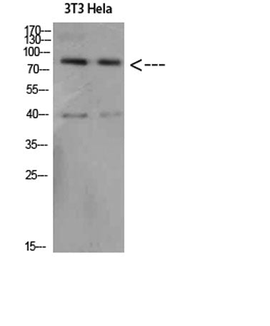 Amyloid-β rabbit pAb – Figure 1 of 1