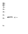 Western Blot analysis of hepg2 cells using Antibody diluted at 500. Secondary antibody(catalog#:RS0002) was diluted at 1:20000