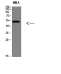 Western blot analysis of HELA Cell Lysate, antibody was diluted at 1:1000. Secondary antibody(catalog#:RS0002) was diluted at 1:20000