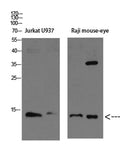 Western blot analysis of K562 mouse-lung lysate, antibody was diluted at 1000. Secondary antibody(catalog#:RS0002) was diluted at 1:20000