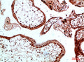 Ub rabbit pAb – Figure 1 of 2