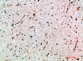AVP Receptor V3 rabbit pAb – Figure 1 of 1