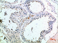 PMCH rabbit pAb – Figure 1 of 2
