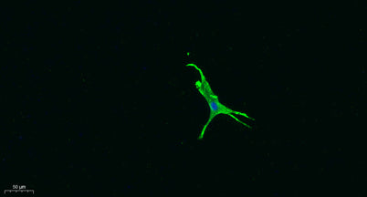 Immunofluorescence analysis of A549.