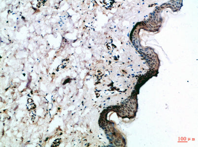 Frizzled-4 rabbit pAb – Figure 1 of 3
