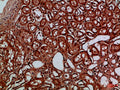 EYA1/EYA4 rabbit pAb – Figure 1 of 4