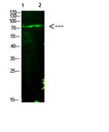 Western Blot analysis of 1,mouse-liver 2,hela cells using primary antibody diluted at 1:1000(4°C overnight). Secondary antibody:Goat Anti-rabbit IgG IRDye 800(diluted at 1:5000, 25°C, 1 hour)