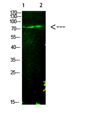 Western Blot analysis of 1,mouse-liver 2,hela cells using primary antibody diluted at 1:1000(4°C overnight). Secondary antibody:Goat Anti-rabbit IgG IRDye 800(diluted at 1:5000, 25°C, 1 hour)