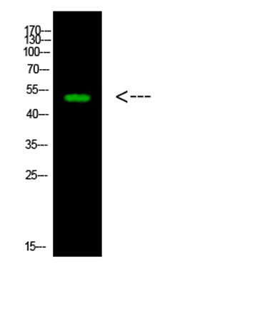 Western Blot analysis of 1,mouse-heart cells using primary antibody diluted at 1:1000(4°C overnight).