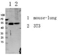 Western blot analysis of various lysate, antibody was diluted at 1000. Secondary antibody(catalog#:RS0002) was diluted at 1:20000