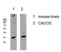 Cyclin C rabbit pAb – Figure 1 of 1