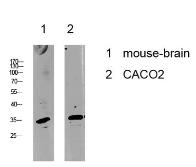 Cyclin C rabbit pAb – Figure 1 of 1