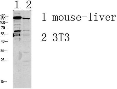 Western blot analysis of various lysate, antibody was diluted at 1000. Secondary antibody(catalog#:RS0002) was diluted at 1:20000