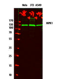 Western blot analysis of various lysates, primary antibody was diluted at 1:1000, 4° over night, secondary antibody(cat: RS23920)was diluted at 1:10000, 37° 1hour.