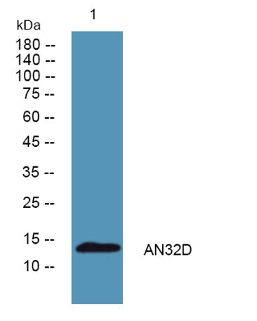 Western blot analysis of lysates from K562 cells, primary antibody was diluted at 1:1000, 4°over night
