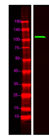 Western Blot analysis of Hela lysis, using primary antibody at 1:1000 dilution. Secondary antibody(catalog#:RS23920) was diluted at 1:10000
