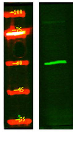 Western Blot analysis of HEK293 lysis, using primary antibody at 1:1000 dilution. Secondary antibody(catalog#:RS23920) was diluted at 1:10000