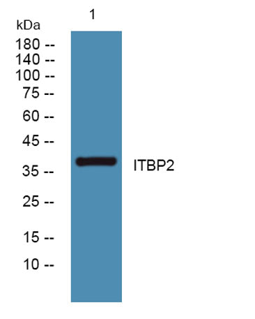 ITBP2 rabbit pAb – Figure 1 of 1