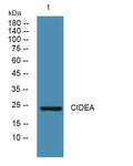 CIDEA rabbit pAb – Figure 1 of 1