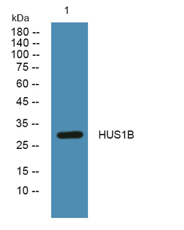 HUS1B rabbit pAb – Figure 1 of 1