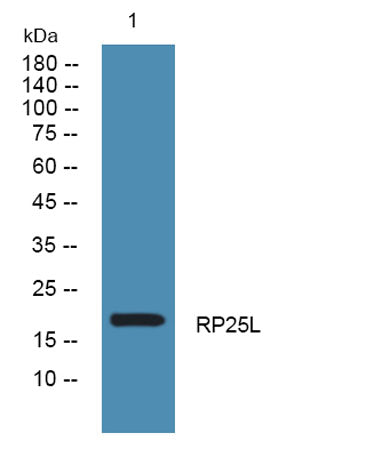 Western blot analysis of lysates from U2OS cells, primary antibody was diluted at 1:1000, 4°over night