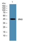 IRK8 rabbit pAb – Figure 1 of 1