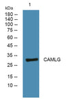 Western blot analysis of lysates from U2OS cells, primary antibody was diluted at 1:1000, 4°over night