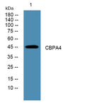 Western blot analysis of lysates from SH-SY5Y cells, primary antibody was diluted at 1:1000, 4°over night