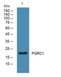 PGRC1 rabbit pAb – Figure 1 of 1