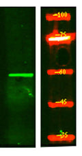 Western Blot analysis of HEK293 lysis, using primary antibody at 1:1000 dilution. Secondary antibody(catalog#:RS23920) was diluted at 1:10000