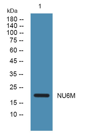 Western blot analysis of lysates from U2OS cells, primary antibody was diluted at 1:1000, 4°over night