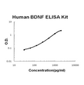 Human BDNF EZ Set ELISA Kit standard curve