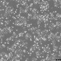 Eca-109 cell