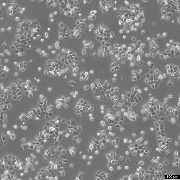 Eca-109 cell