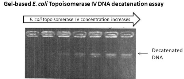 Gel-Based E. coli Topoisomerase IV DNA Decatenation Assay Kit Plus – Figure 1 of 1