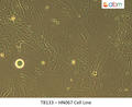 HN067 Cell Line | Applied Biological Materials (abm)