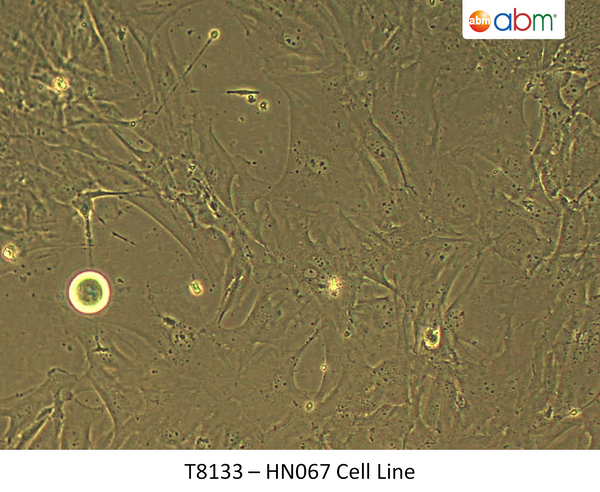 HN067 Cell Line | Applied Biological Materials (abm)