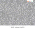 Murtaugh001 Cells – Figure 1 of 1