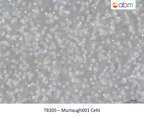 Murtaugh001 Cells – Figure 1 of 1
