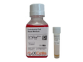 Endothelial Cell Growth Medium Kit – Figure 1 of 1