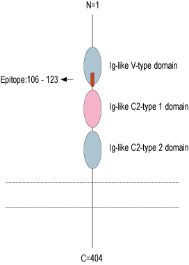 Anti-RAGE (extracellular) Antibody