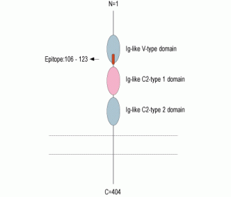 RAGE (extracellular) Blocking Peptide