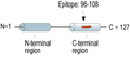 Anti-Gamma-Synuclein Antibody
