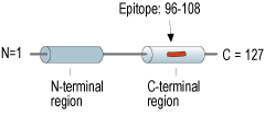 Anti-Gamma-Synuclein Antibody