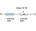 Gamma-Synuclein Blocking Peptide