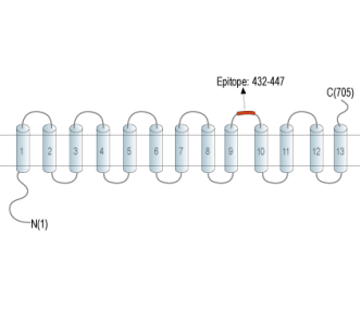 SLC28A3/CNT3 (extracellular) Blocking Peptide